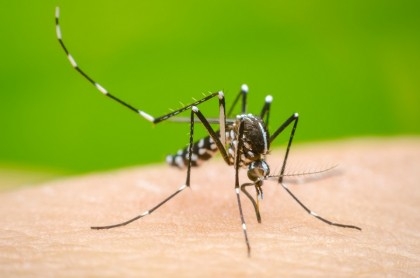 14 dengue patients die, 2,425 hospitalised in 24 hrs