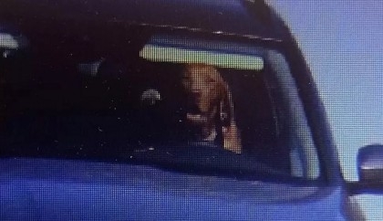 Motorist fined after dog seen behind wheel of car