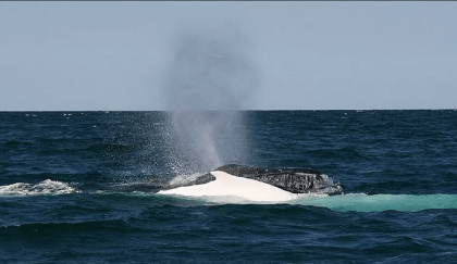 Man dies in Australia after whale strikes boat