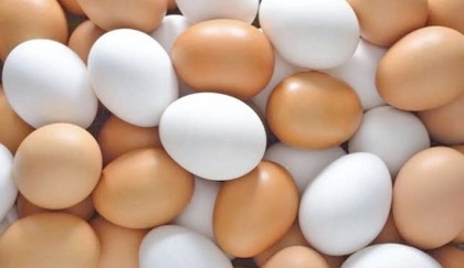 Govt to import 5 crore more eggs