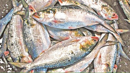 Hilsa production increases by 92 percent in 15 years