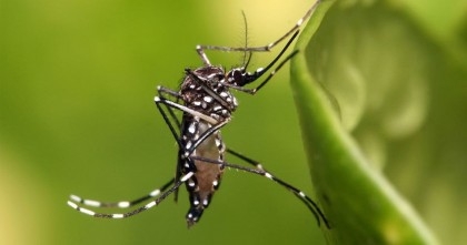 Dengue claims 11 more lives in 24hrs