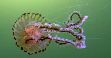 Boom in unusual jellyfish spotted in UK waters