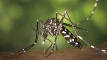 13 dengue patients die, 1,638 hospitalised in 24 hrs