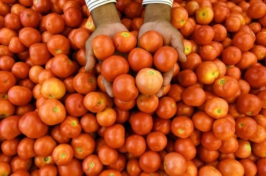 Cold Storage Shortage: The tomato turmoil and beyond