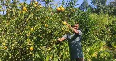 Youth's success in orange farming sparks an agricultural trend in Kurigram
