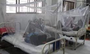 Dengue: 3 more die; 971 hospitalised in 24hrs