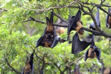 Nipah outbreak claims 10 lives, highest in 7 yrs