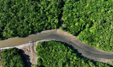 Deforestation hits record low in Brazilian Amazon in November