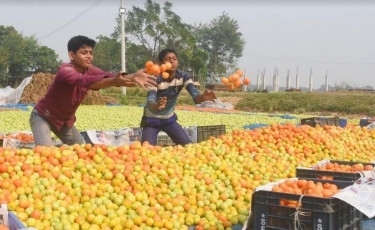 Tomato farming elevates Rajshahi farmers' livelihood conditions