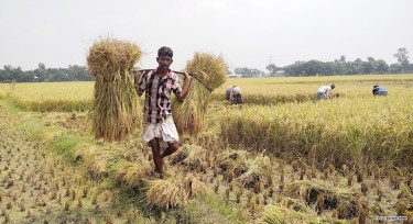 Paddy production forecast at record 58.5m tonnes