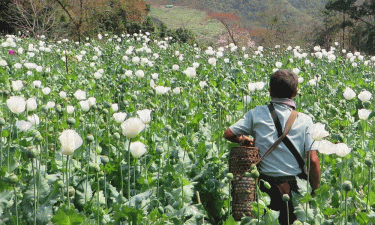 Myanmar overtakes Afghanistan as world’s top opium producer