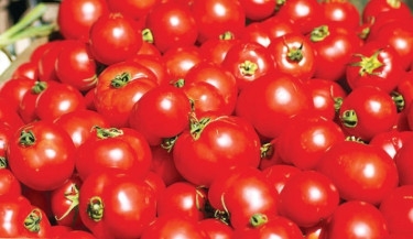 Cumilla farmers reap bumper harvest of tomatoes