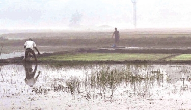 Dense fog affects seasonal crops, paddy seedlings