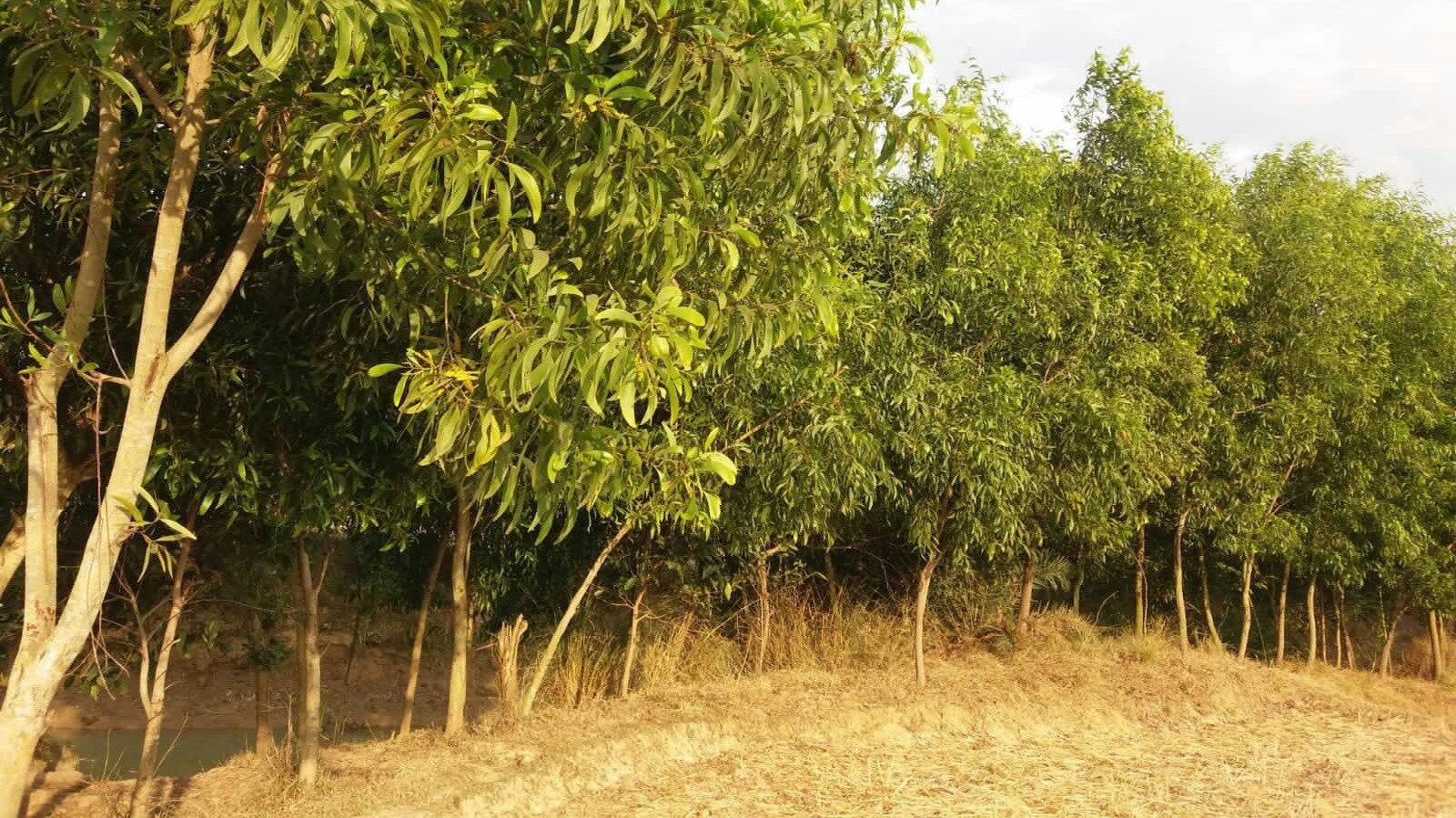Social afforestation benefits people immensely in Rajshahi