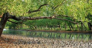 Sundarbans Day: A clarion call to love, save the forest