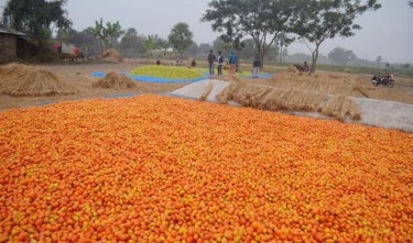 Agro-processing business prospect bright in Rajshahi
