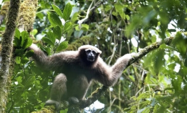 Finding Skywalker gibbons with love songs