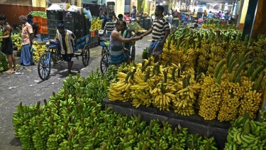 India eyes banana market opportunity in Russia