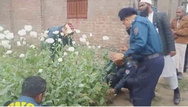 Two men arrested with 1,015 poppy plants in Rangpur
