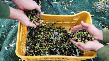 Combating olive oil fraud with nuclear innovations