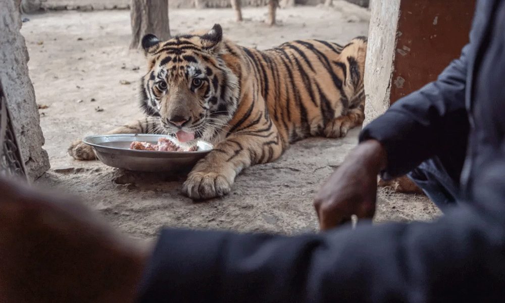 Saving Baboo the baby tiger: Inside Pakistan’s zoo-turned-rescue centre