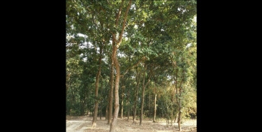 Deep-forest creates new hope for villagers, environment