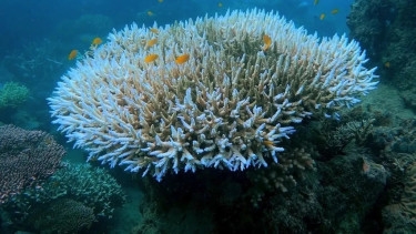 World's coral turns white from deadly ocean heat