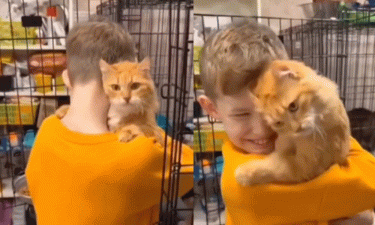 Cat Chooses You: Video of boy's magical adoption trip goes viral