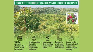 Govt boosts coffee, cashew nut cultivation to reduce import reliance