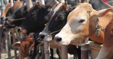 1.30cr sacrificial animals will be available this year: Minister