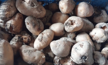 Heatwave rots potatoes imported from India through Hili Land Port