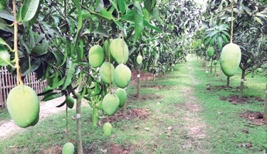 China keen to import mango from Bangladesh: Minister