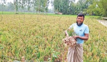 Summer onion harvest brings joy to Kurigram farmers
