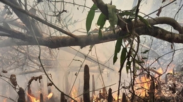 Fire at Sundarbans’ Chandpai range