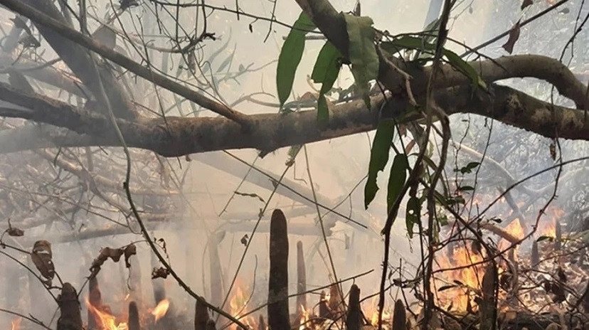 Probe body formed over Sundarbans fire
