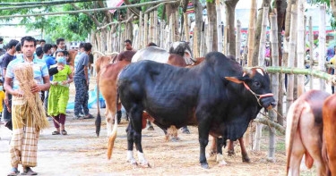 Dhaka to have 22 cattle markets for Eid-ul-Azha 2024