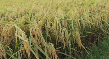 Govt to enhance eco-tech in rice cultivation
