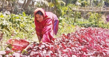 Nilphamari farmers find organic agriculture a boon